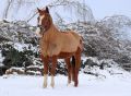 Schnee18.02.18_73_Bildgröße ändern.jpg