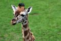 baby giraffe1_3221_resize.jpg