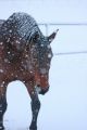 Schnee 2018_Februar_20.JPG