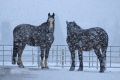 Schnee 2018_Februar_07.JPG