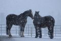 Schnee 2018_Februar_06.JPG