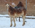 Schnee 2018_Februar_05.JPG